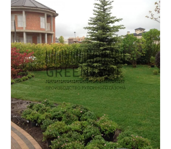 Устройство рулонного газона в коттеджном поселке - фото - 20
