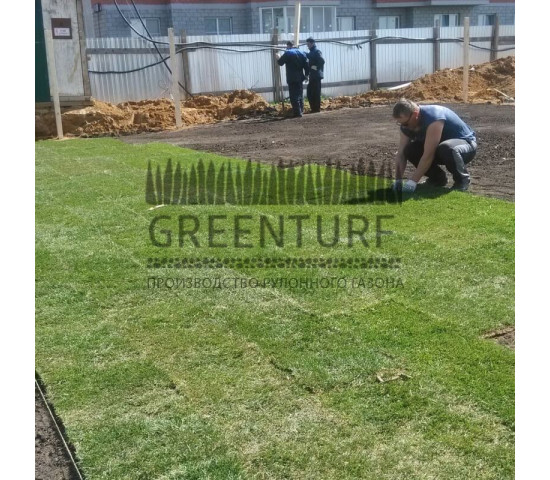 Озеленение придомовой территории - фото - 5